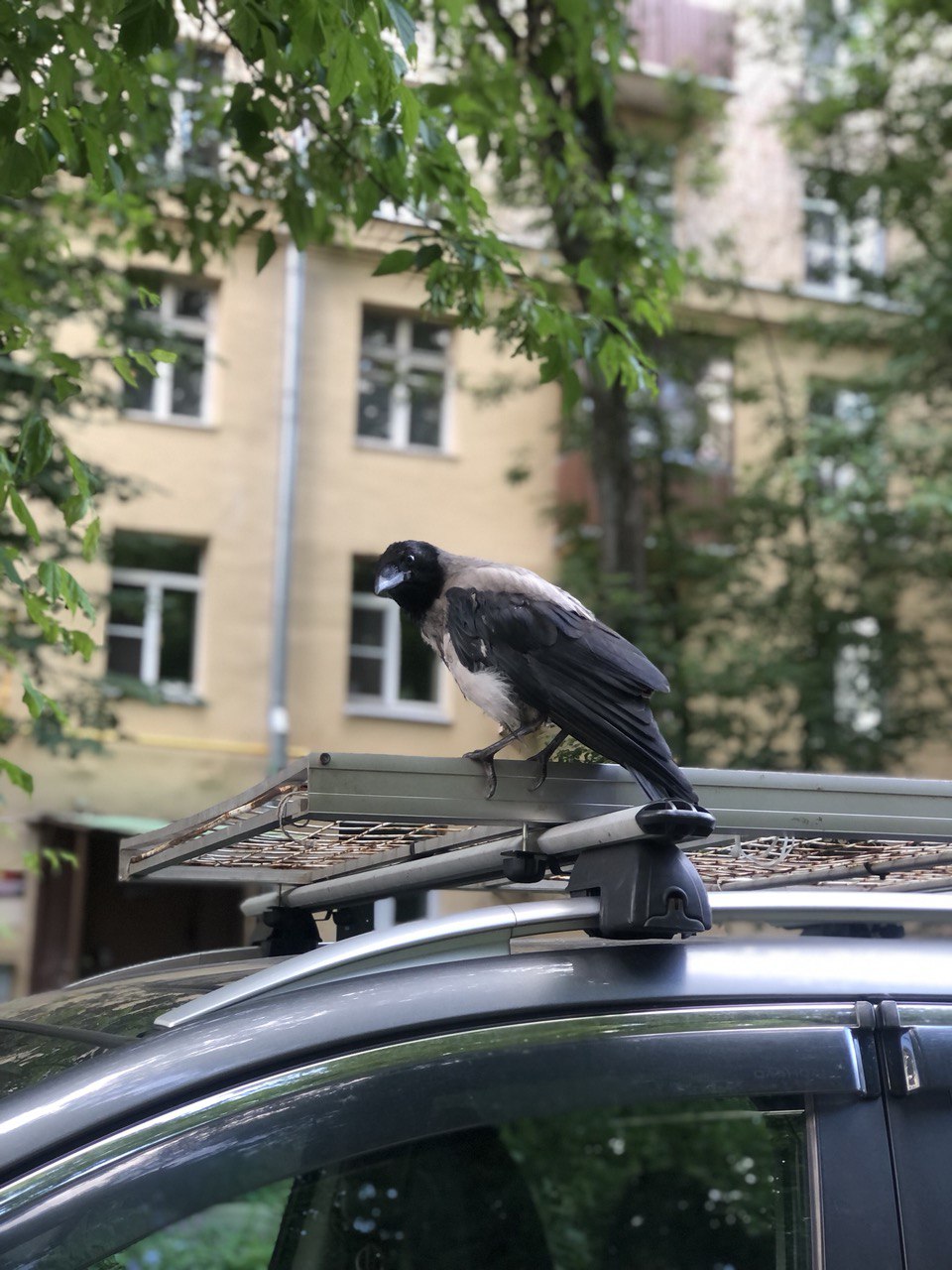 ворона
